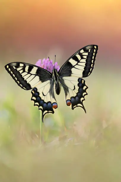 beautiful portrait of butterfly at sunrise