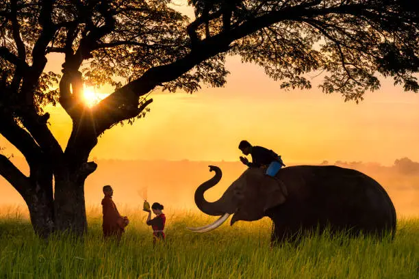 Photo of Elephant made merit a monk's bowl. Asian woman and Mahout with elephant jointly give alm to monk. elephant and Monk in forest. vintage style. The activities at Krapho, Tha Tum, Surin, Thailand.