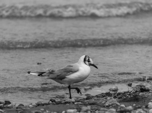 seagull bird on the beach walks on a marker pen over the Baltic Sea