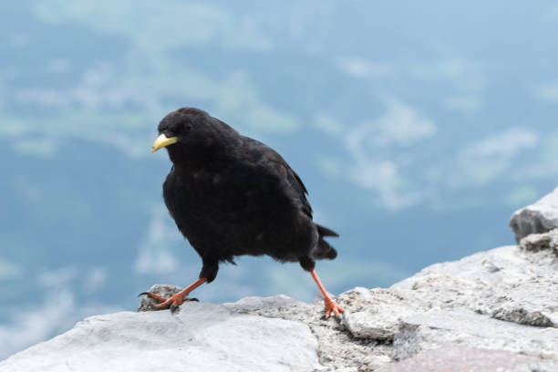 istock Concept of connection with adorable natural animals 1223368888