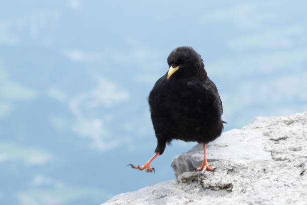 istock Concept of connection with adorable natural animals 1223368918