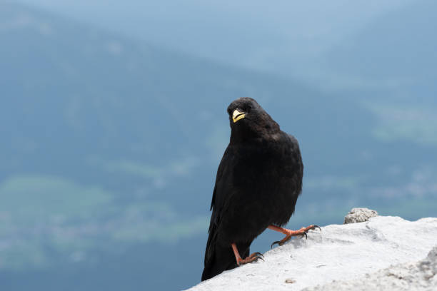 istock Concept of connection with adorable natural animals 1223368922