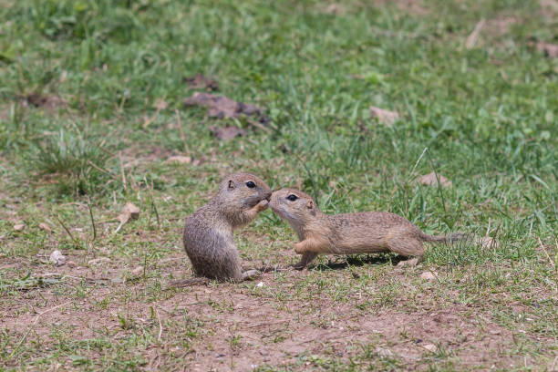 istock Concept of connection with adorable natural animals 1223369069