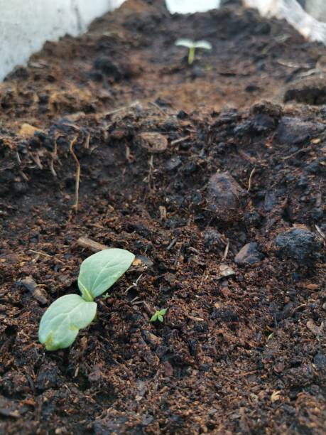 istock small sprout cucumbers on a bed in a greenhouse 1223369216