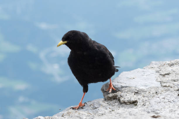 istock Concept of connection with adorable natural animals 1223369769