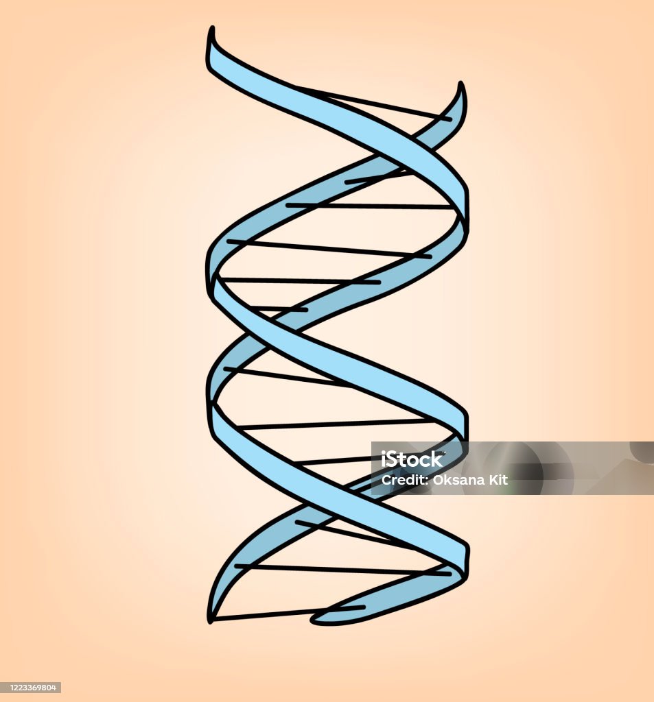 Chuỗi Dna Của Con Người Hình Minh Họa Vector Hình minh họa Sẵn có ...