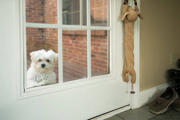 istock Dogs don't like social distancing anymore than humans 1223369813
