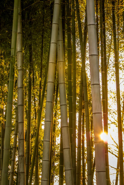istock Bamboo forest of the image that was illuminated by the setting sun 1223369904