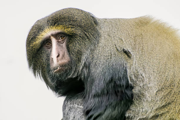istock Concept of connection with adorable natural animals 1223370249