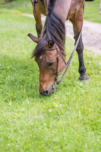 istock Concept of connection with adorable natural animals 1223370973