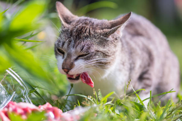 istock Concept of connection with adorable natural animals 1223370985