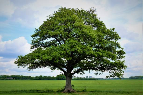 Free picture: wood, tree, nature, landscape, oak, leaf, environment, dawn