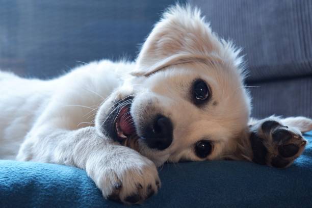 istock Golden retriever pup 1223371177