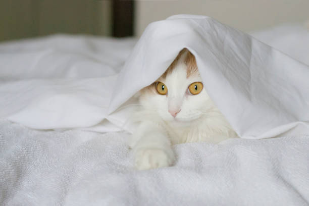 istock A white beige cat peeks out from under the covers. Close-up on a white background 1223374228