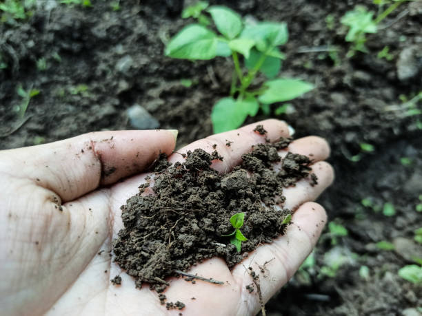 istock Holding fresh fertile soil. 1223375149