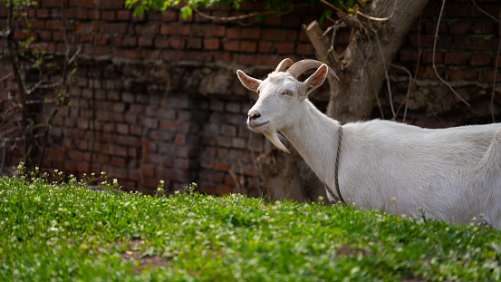 A goat grazes in the countryside.