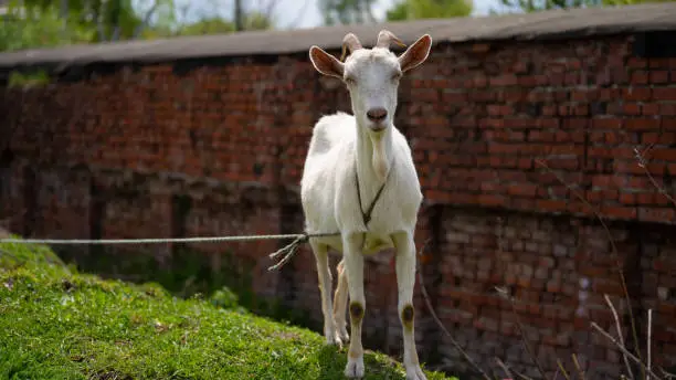 Photo of A goat grazes in the countryside. A tethered goat grazes on the lawn. A white goat was grazing in a meadow