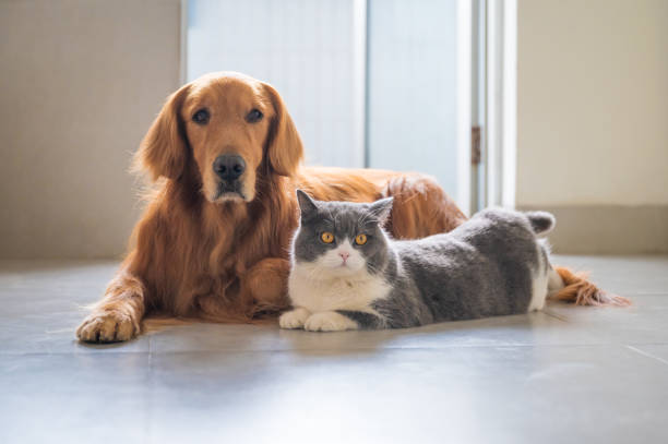 istock British Shorthair and Golden Retriever 1223375821