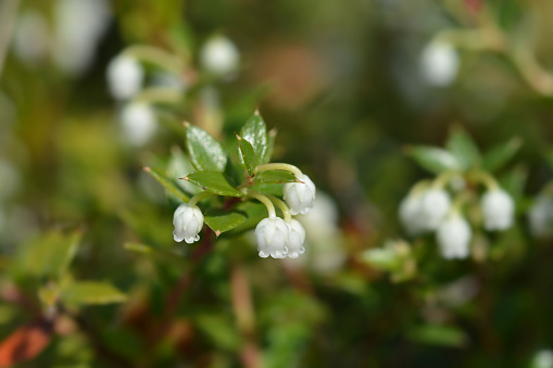 American wintergreen flowers - Latin name - Gaultheria procumbens