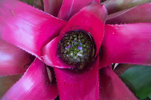 Close up photo of the centre of a tropical bromeliad flower with plants growing inside