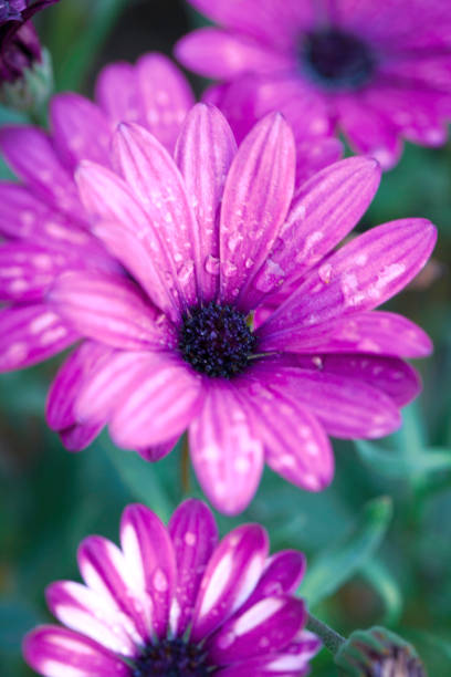 istock Pink And Purple Daisy Flower 1223377709