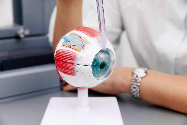 istock Enlarged anatomical eye model and laboratory samplers 1223378577