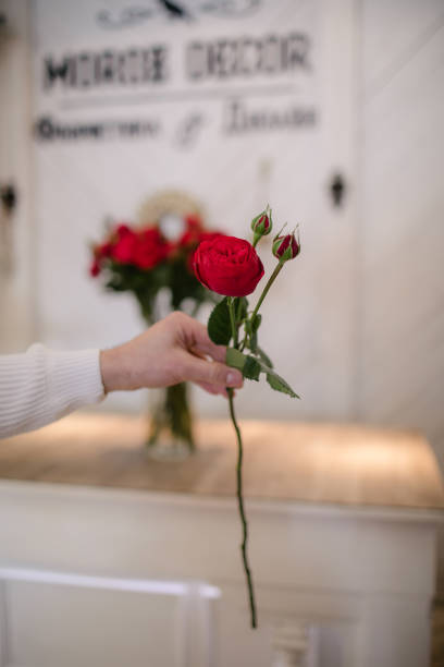 istock One red peony rose in man hands 1223379291