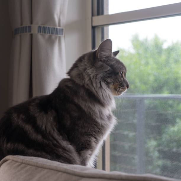 Free Stock Photo of Living Room With Gray Couch and Cat on Window Sill ...