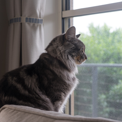 Photo of a grey tabby cat staring out of a window