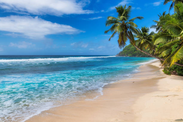 istock Paradise tropical beach with coco palms 1223380395