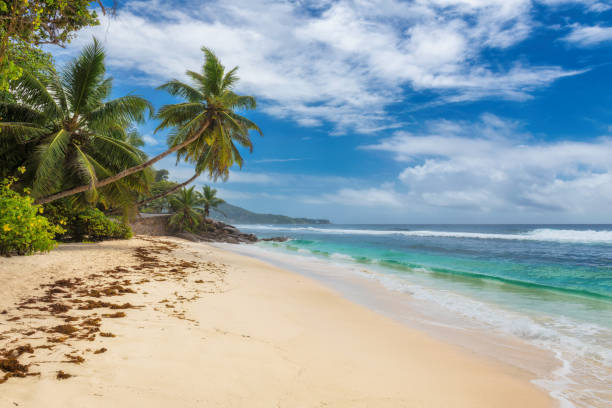 istock Beautiful white sand beach with coco palms 1223380401