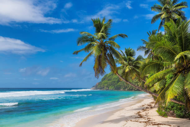 istock Beautiful tropical beach with coco palms 1223380438