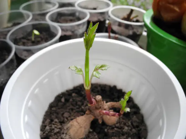 Germination of dahlia tuber in flower pot with soil after winter storing on background of containers with other seedlings. Plant root with two sprouted buds with leaves. Flower propagation.