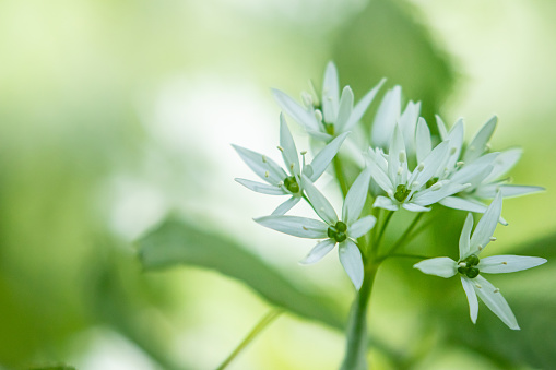 Close up macro image of the pointed flower blossom of wild garlic isolated against a bokeh of soft green woodland foliage. An edible favourite for foragers from April to June.