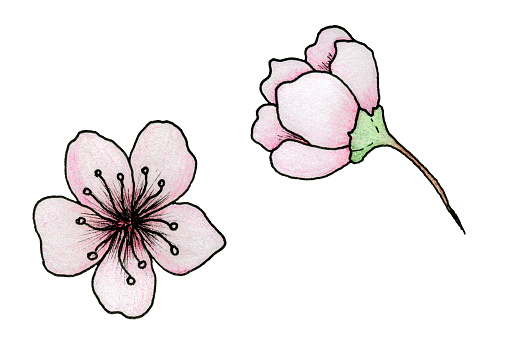 Ilustración de Ilustración De Flor De Cerezo Flores Sencillas De Sakura Dibujadas A Mano Aisladas En Blanco Tinta Botánica Y Dibujo A Lápiz y más Vectores Libres de Derechos de Abril - Ilustración de Ilustración De Flor De Cerezo Flores Sencillas De Sakura Dibujadas A Mano Aisladas En Blanco Tinta Botánica Y Dibujo A Lápiz y más Vectores Libres de Derechos de Abril -
