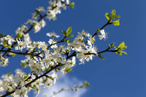 istock Cherry blossom in spring on background of blue sky with cloud 1223383898