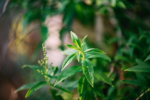 Lemon Jasmine