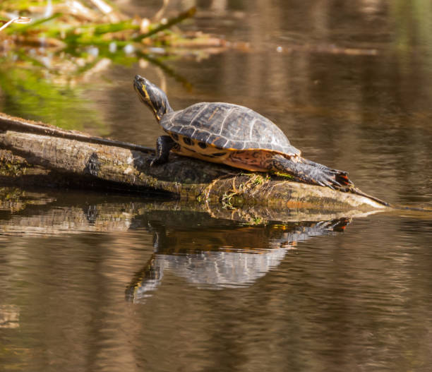 istock Yellow-bellied Slider 1223385326