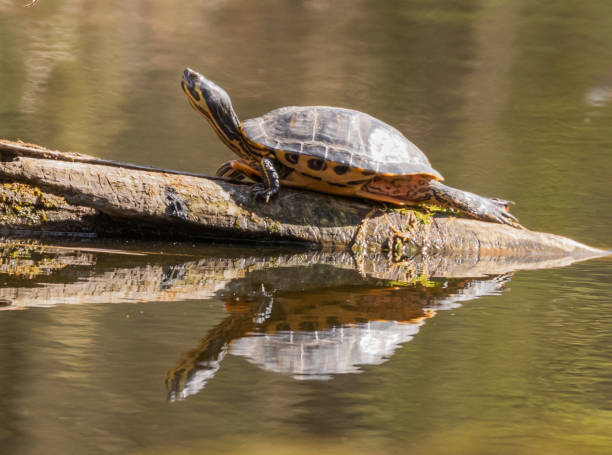 istock Yellow-bellied Slider 1223385869