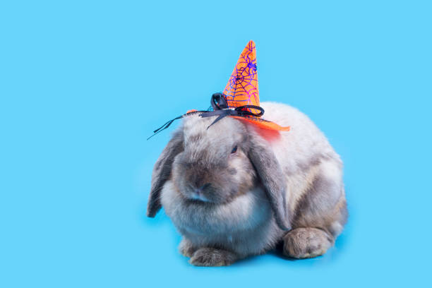 istock A rabbit wearing a halloween hat. Little rabbit wearing orange witch hat for Halloween night on blue background. 1223385876