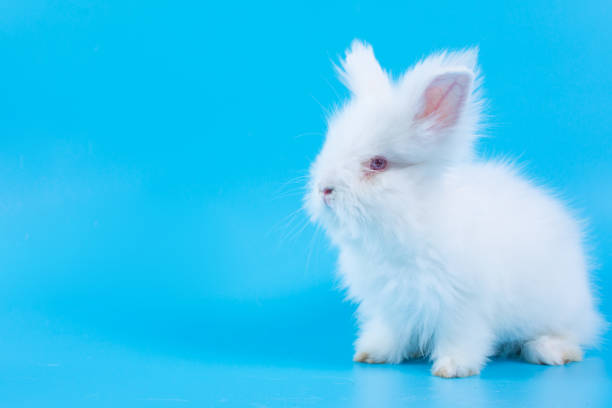 istock Happy Easter Day. White rabbit on blue background. Cute White baby bunny on blue background. 1223385877