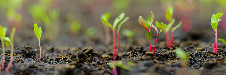 Horizontal image of healthy green, yellow and red young chard vegetable seedlings having just germinated and rising out of the soil, very shallow depth of field.