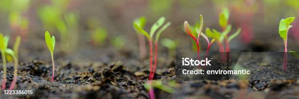 Fresh Young Green Yellow And Red Chard Vegetable Seedlings Having Just Germinated In Soil Slowly Rise Above The Soil With A Very Shallow Depth Of Field Stock Photo - Download Image Now