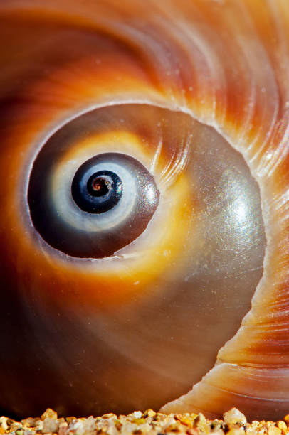 istock Close-Up Macro View of the Spiral on a Snail Shell 1223386346