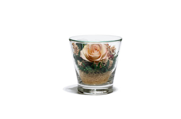 Dried decorative rose flower and leaves inside a glass vase isolated on white background. Macro & close-up.