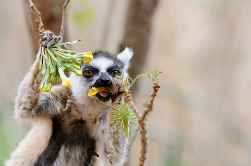 A Ring-tailed Lemur eating yellow flowers.
