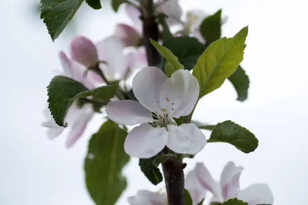 Close up of fruit blossom flower on branch with leaves and other flowers in background