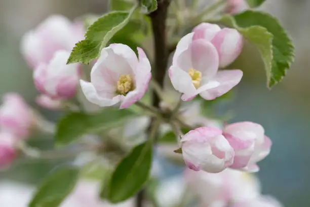 Apple blossom flower head with two buds opening and two still closed, with blossom flowers and leaves in the background