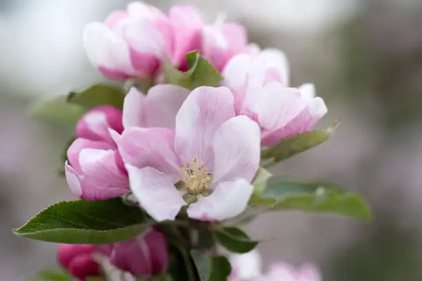 Open apple blossom flower showing petals and stamens with other flowers and leaves behind