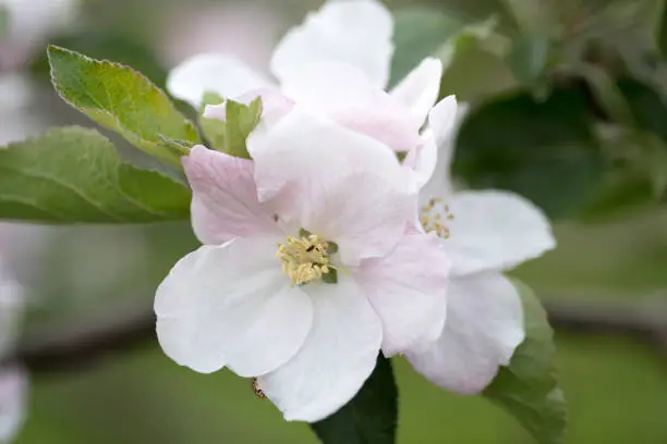 Apple blossom flower in full bloom with leaves and flowers in background